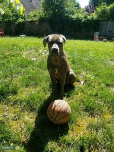 Young stud looking in the state of Maryland Listing Image