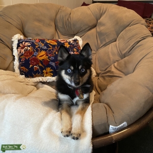 Looking to have pomsky puppies!! Listing Image