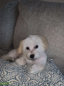 Looking for a female to breed with my yorkiepoo Listing Image