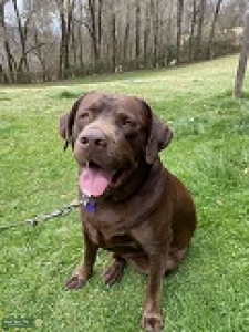 AKC Registered Chocolate Lab Listing Image
