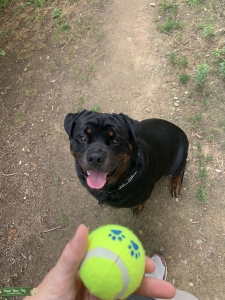 AKC certified Rottweiler Stud Listing Image