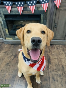 Yellow pure bred lab Listing Image