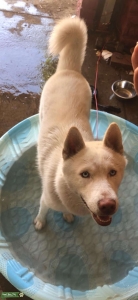 Blue Eye White Siberian Husky Listing Image