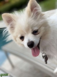 White Pomeranian with Orange Listing Image