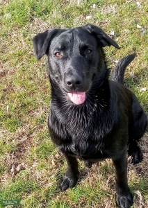 Super smart and handsome. Male ALL black lab. Listing Image