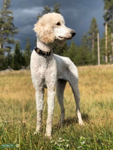 akc. certified apricot standard poodle Listing Image