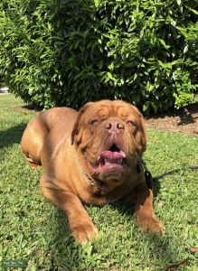 Stud Male DDB Listing Image