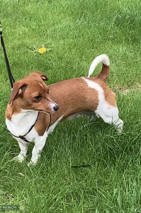 Beautiful Chiweenie bitch searching for a stud Listing Image