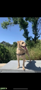 Yellow w/ white marking labradoodle Listing Image