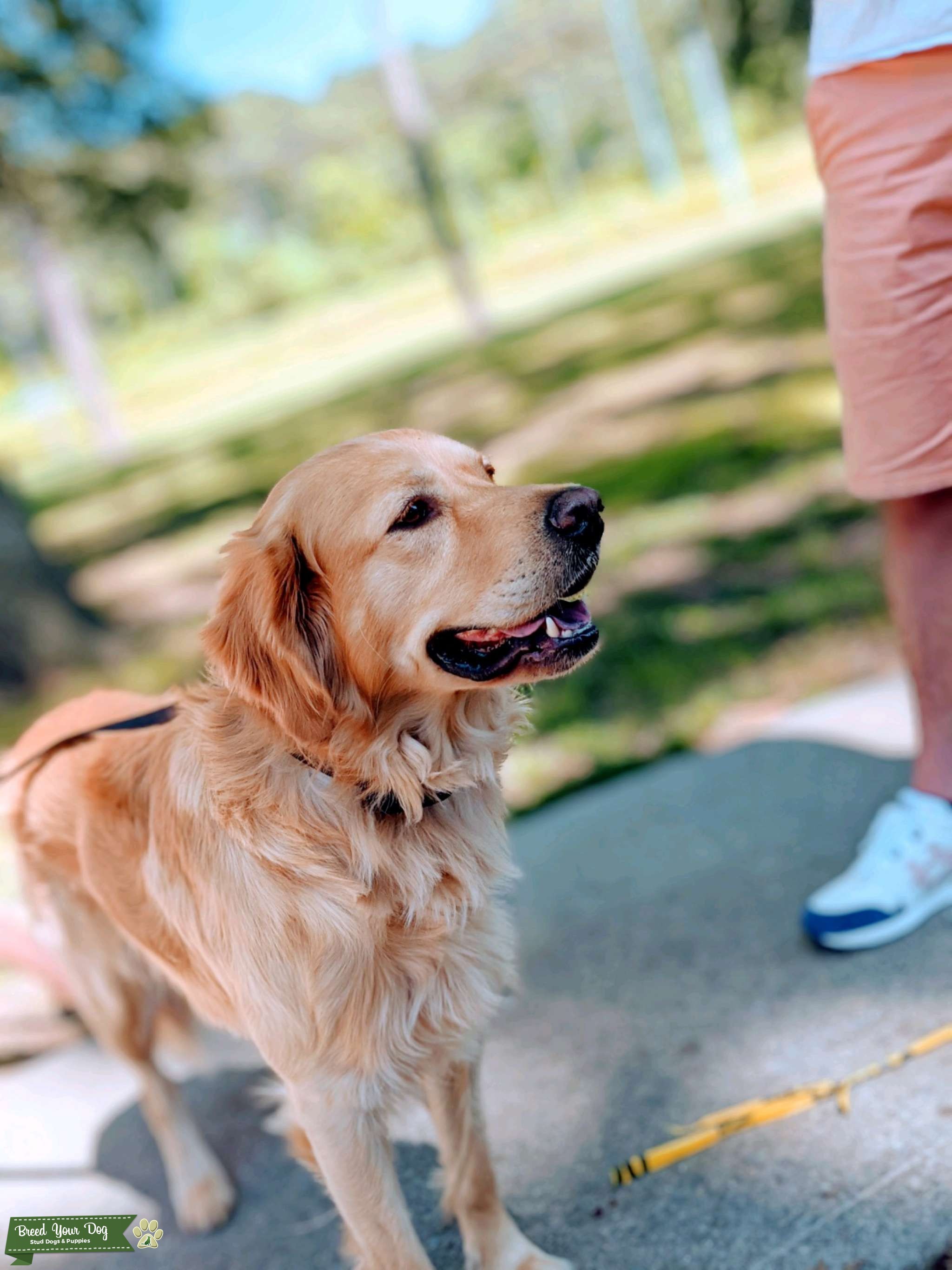 Golden Retriever stud. No papers but full blooded. Stud Dog Breed Your Dog