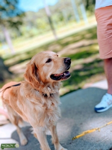 Golden Retriever stud. No papers but full blooded. Listing Image