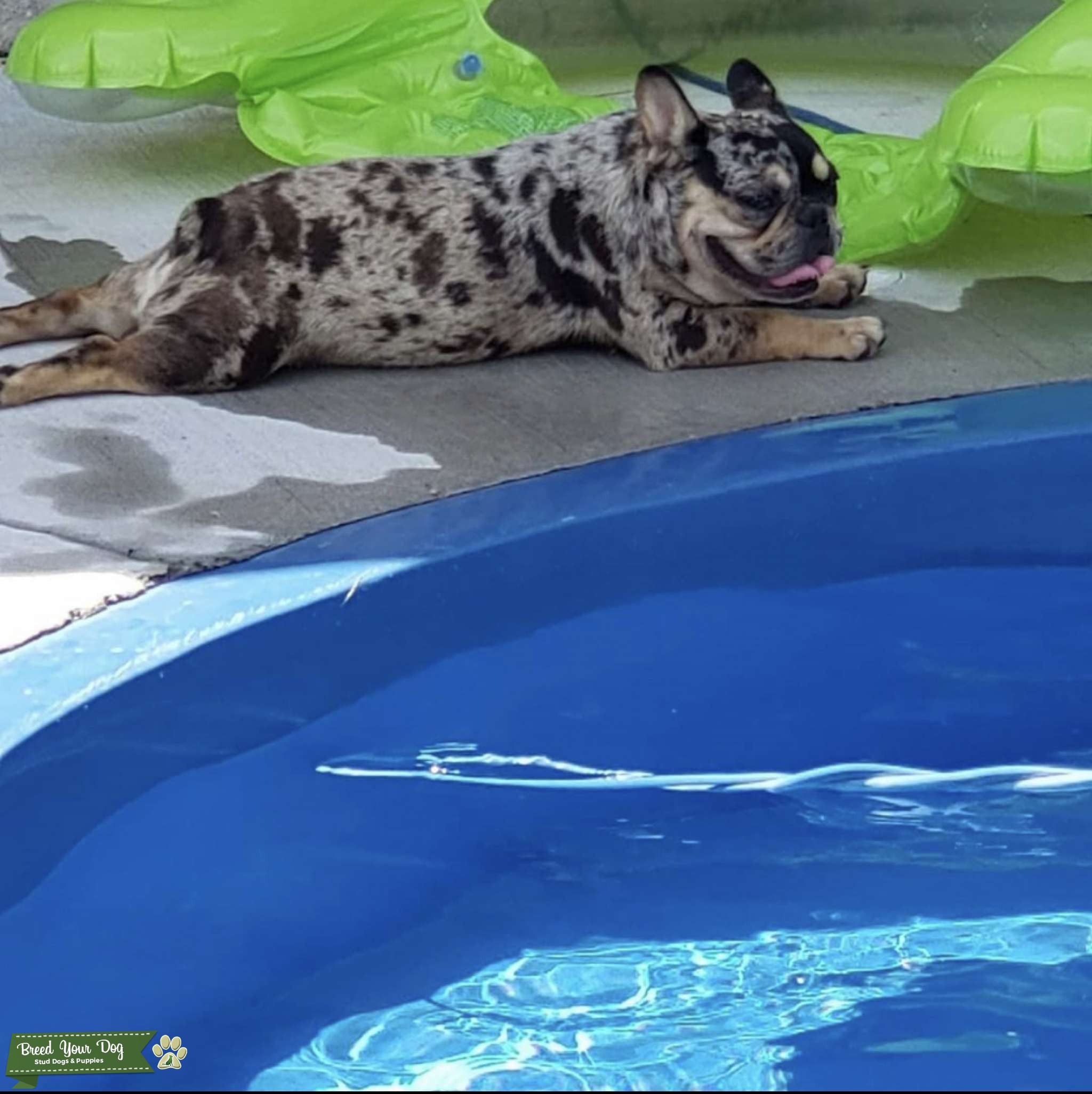 Quad Carrier Stud Stud Dog Texas Breed Your Dog