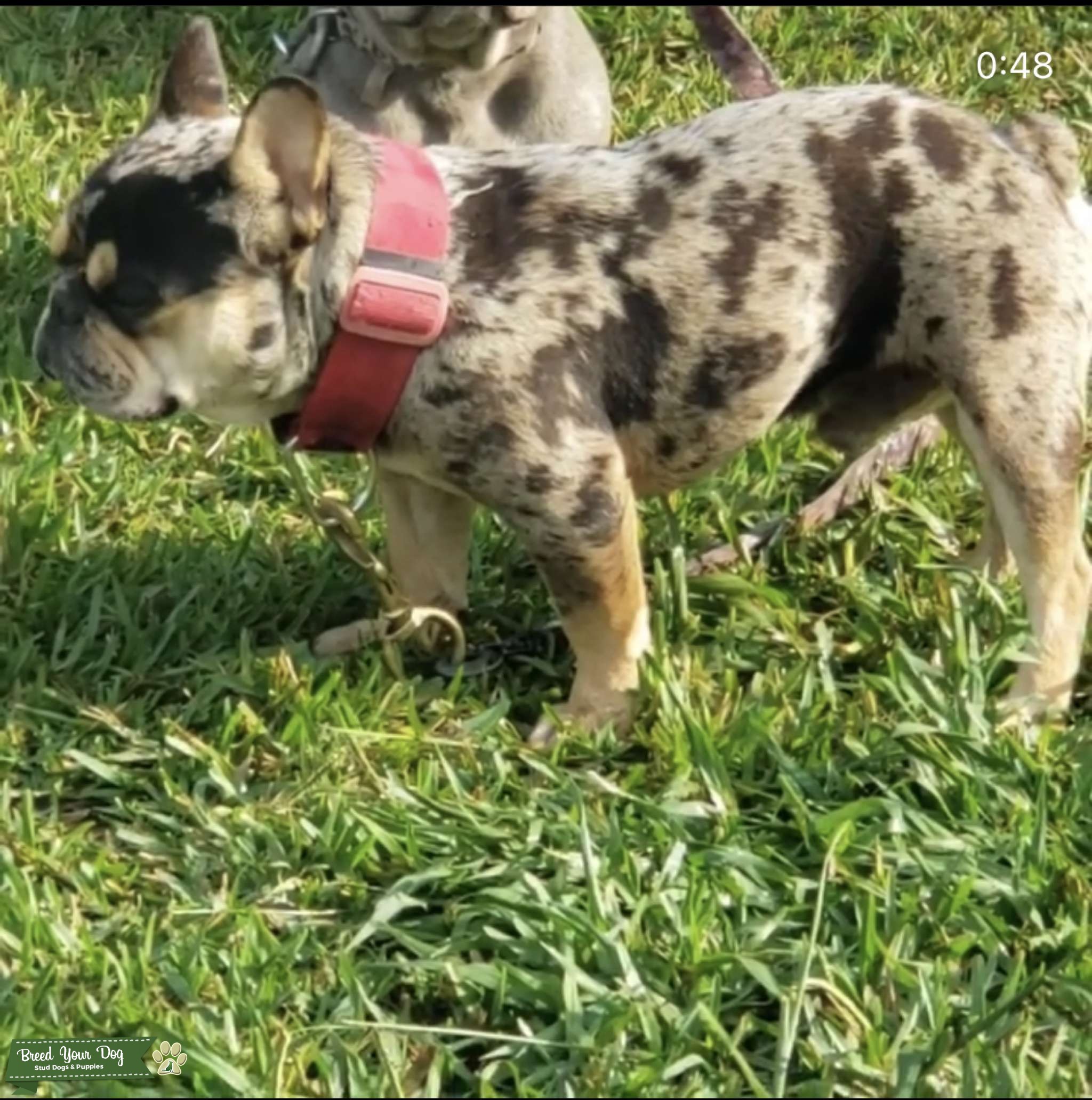 Quad Carrier Stud Stud Dog Texas Breed Your Dog