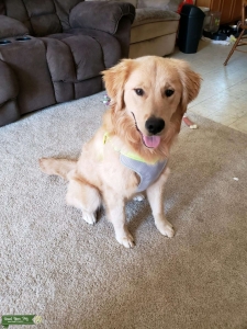 Pure Bread Golden Retriever Listing Image