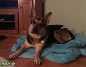 Pure German Shepard with papers ready for breeding  Listing Image