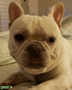 French bulldog Listing Image