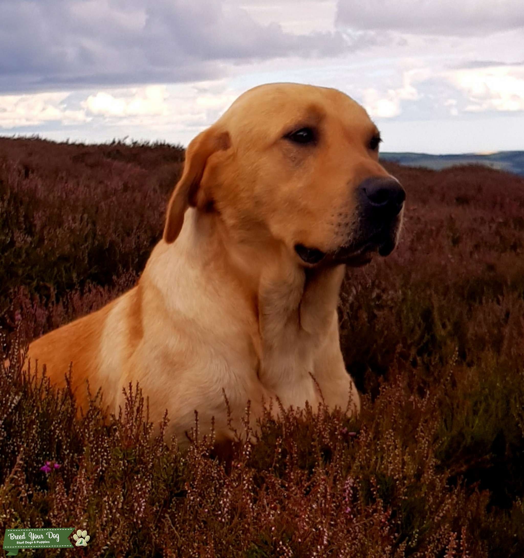 Pedigree working labrador Stud Dog in Scottish borders , United