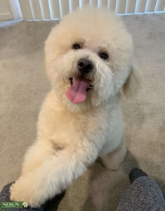 Toy poodle  Listing Image