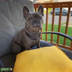 Blue French Bulldog Listing Image