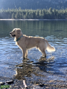 Light-Colored Golden Retriever Listing Image