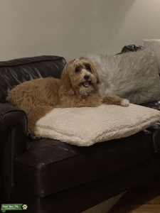 Cavapoo Male Looking to Breed Listing Image