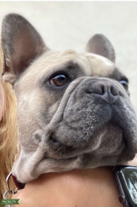 AKC Fawn French Bulldog Stud Listing Image