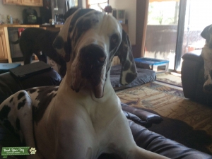 STUD EUROPEAN GREAT DANE Listing Image