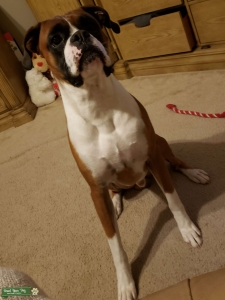 brown/white adorable boxer Listing Image