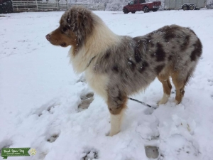 AKC Australian Shepherd stud Listing Image