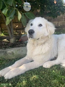 Prue Bred Maremma Sheepdog Listing Image