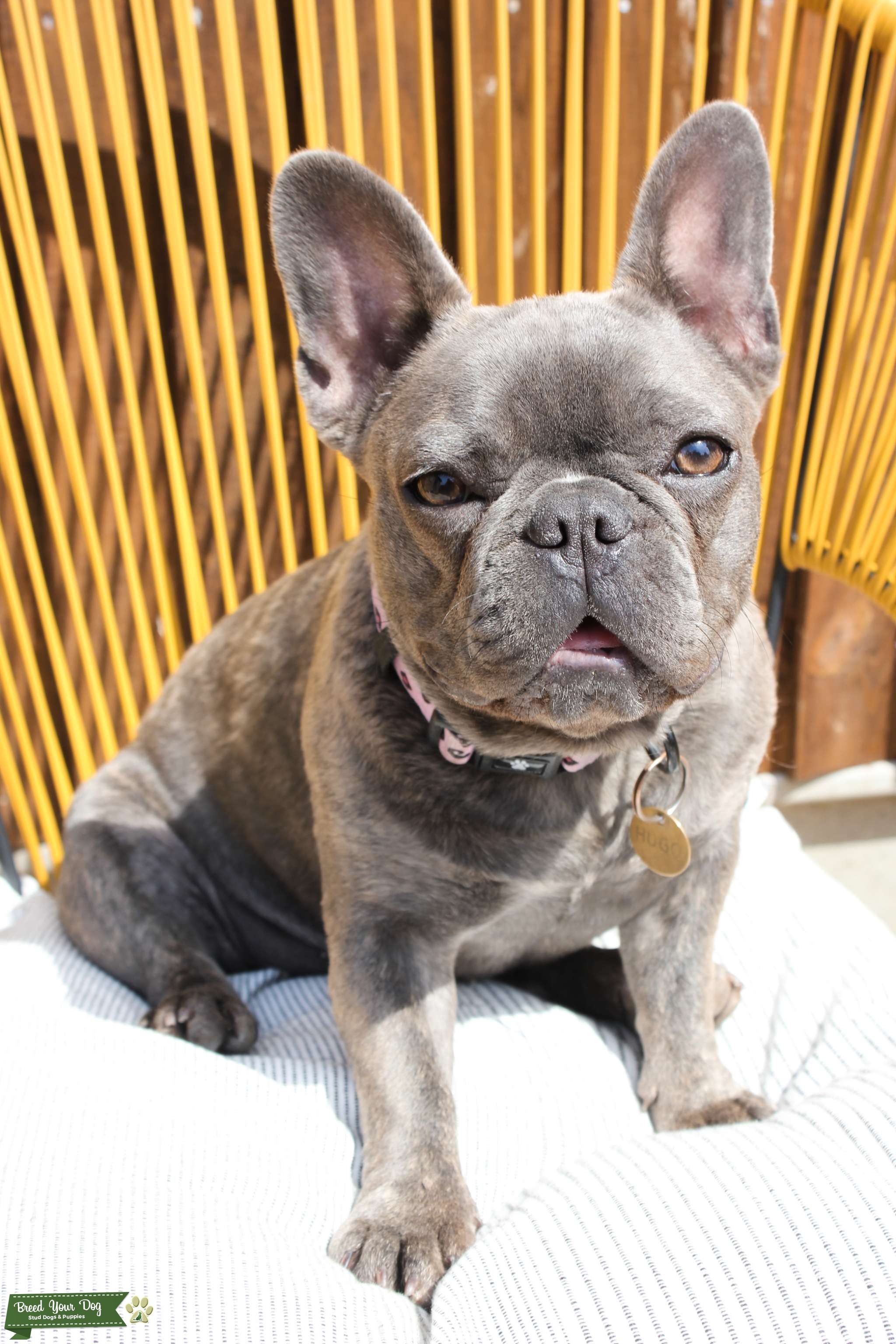 Stud Dog Brindle coloured Frenchie Breed Your Dog