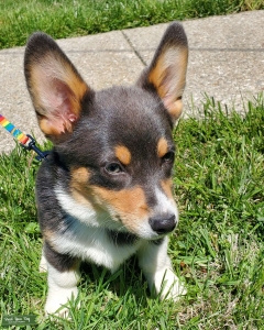 PEMBROKE CORGI MALE Listing Image
