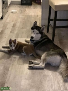 Siberian Husky Stud Listing Image