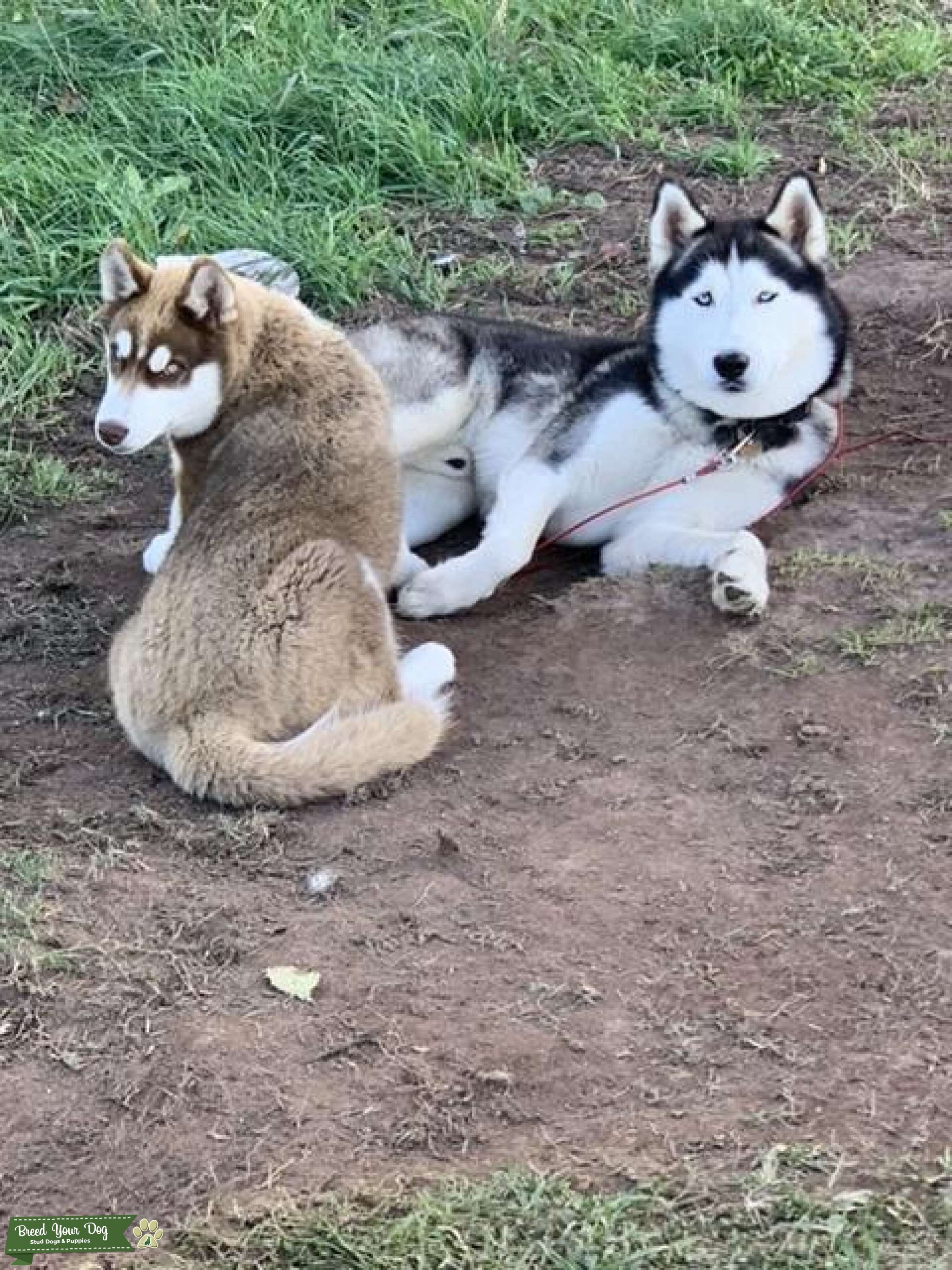 Siberian Husky Stud Stud Dog in New England, the United States Breed Your Dog