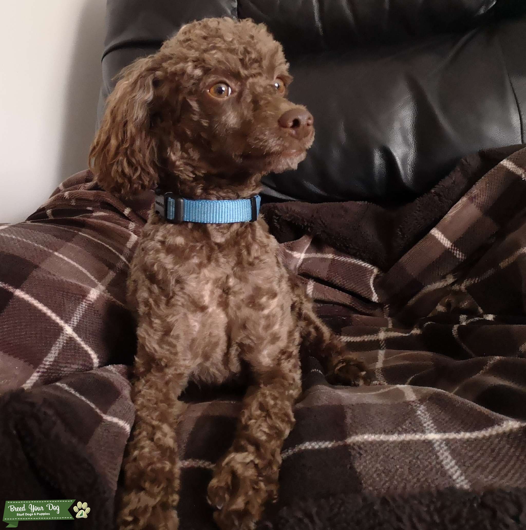 Stud Stud Dog in Ontario, the United States Breed Your Dog