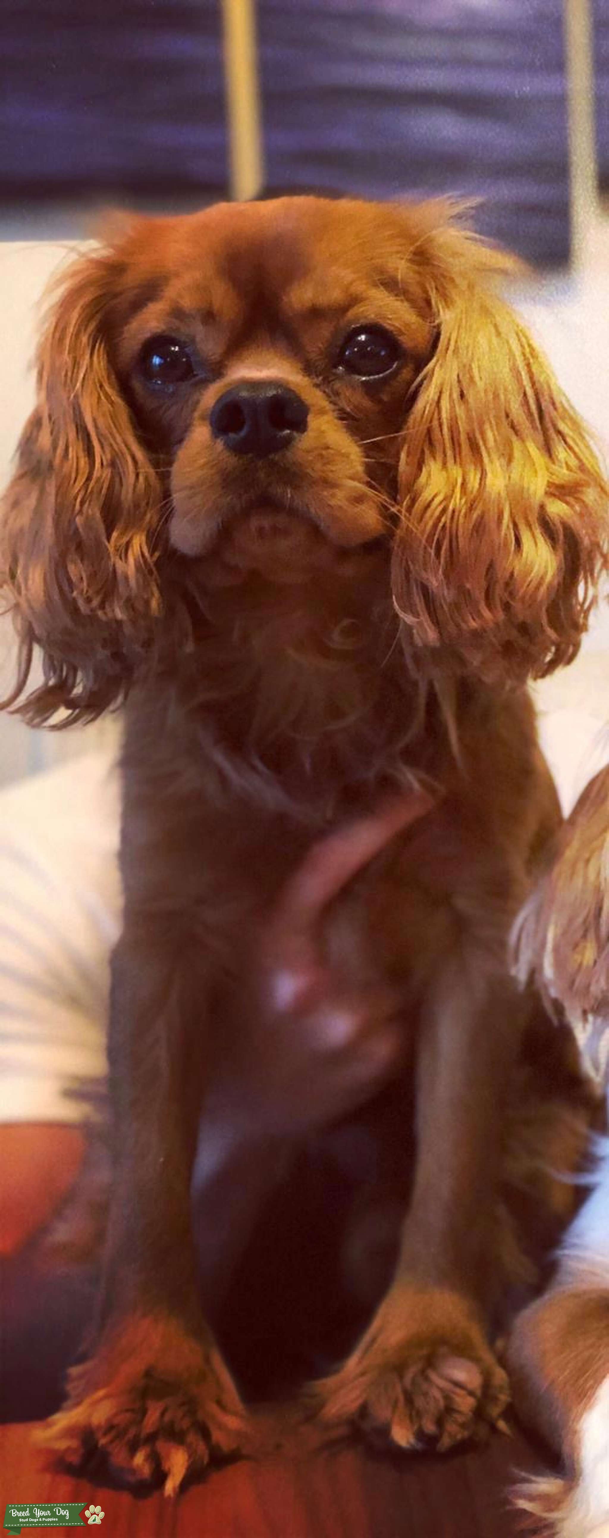 Ruby Cavalier King Charles Spaniel Stud Dog in Bedfordshire, the United States Breed Your Dog Ruby Cavalier King Charles Spaniel Stud Dog in Bedfordshire, the United States Breed Your Dog