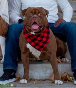 American Bulldog  Listing Image