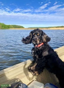 Looking for female dog to breed with Listing Image