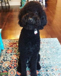 Black F2b (back to poodle) Stud Listing Image