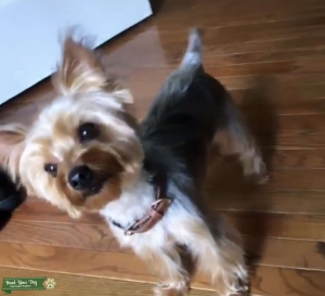 Yorkie Listing Image
