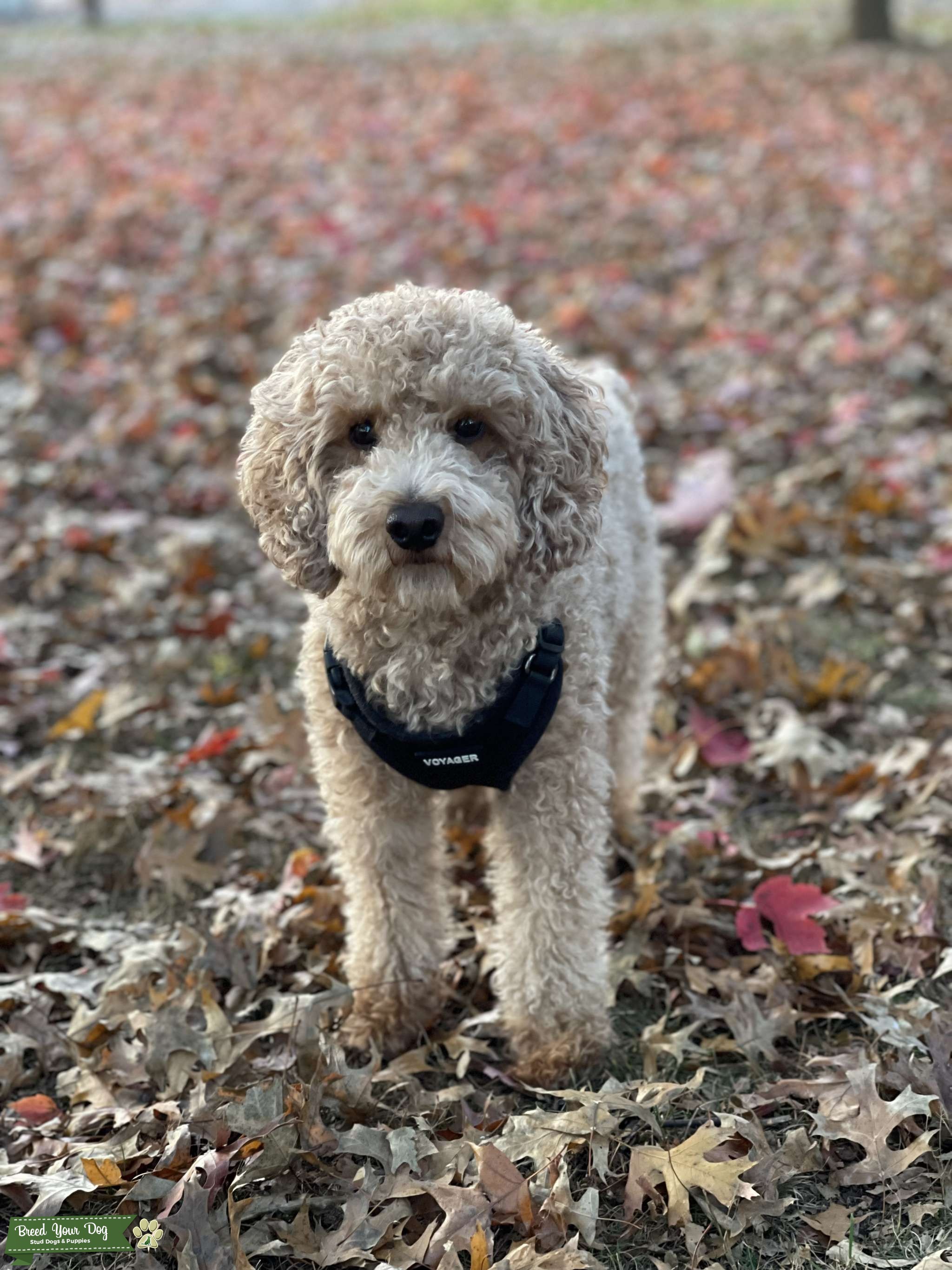 Red Miniature Poodle Stud Dog in Jersey City, the United States