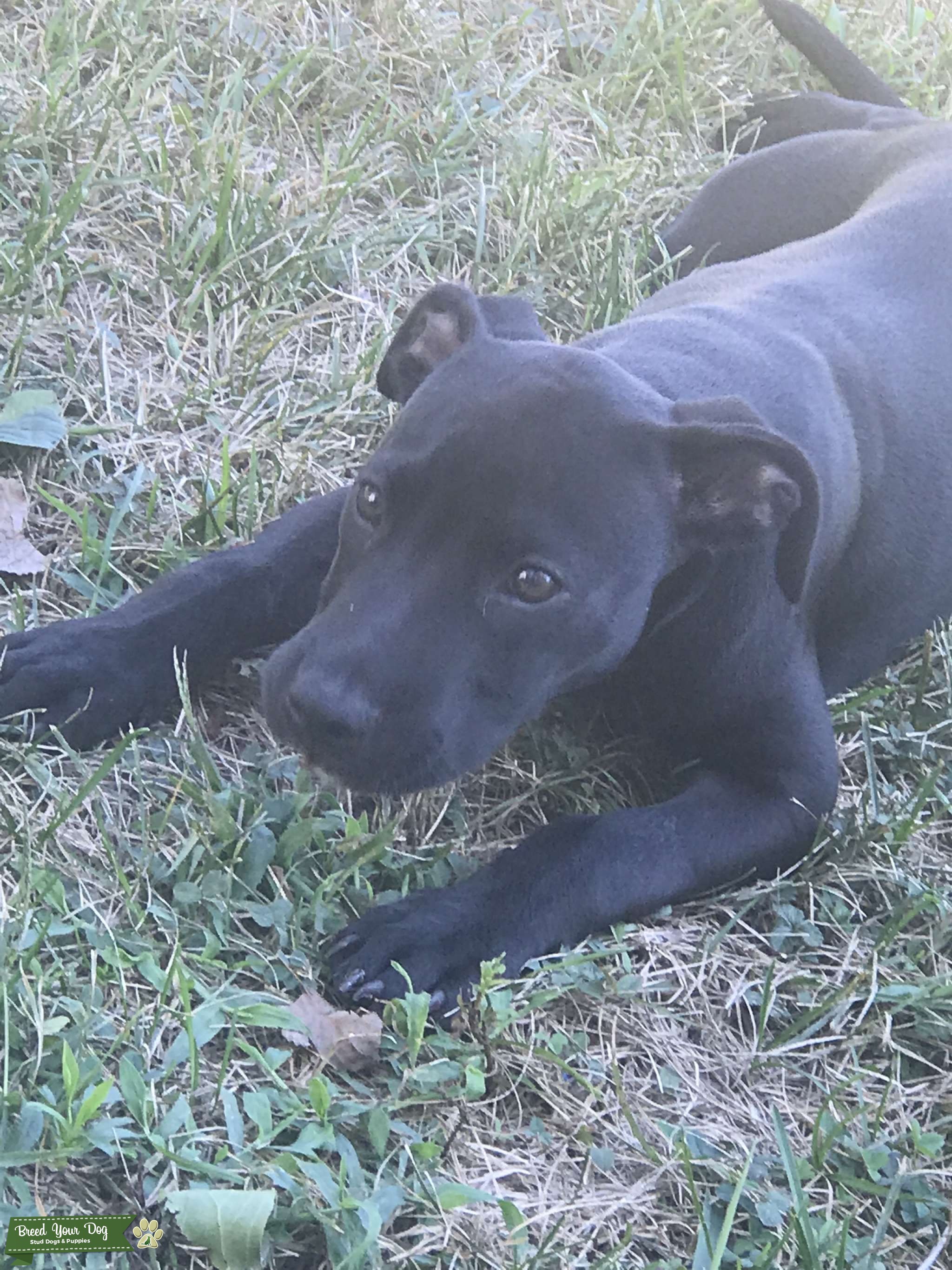 Black Lab/Pit Male - Stud Dog in Ohio, United States | Breed Your Dog