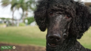 AKC STANDARD POODLE Listing Image