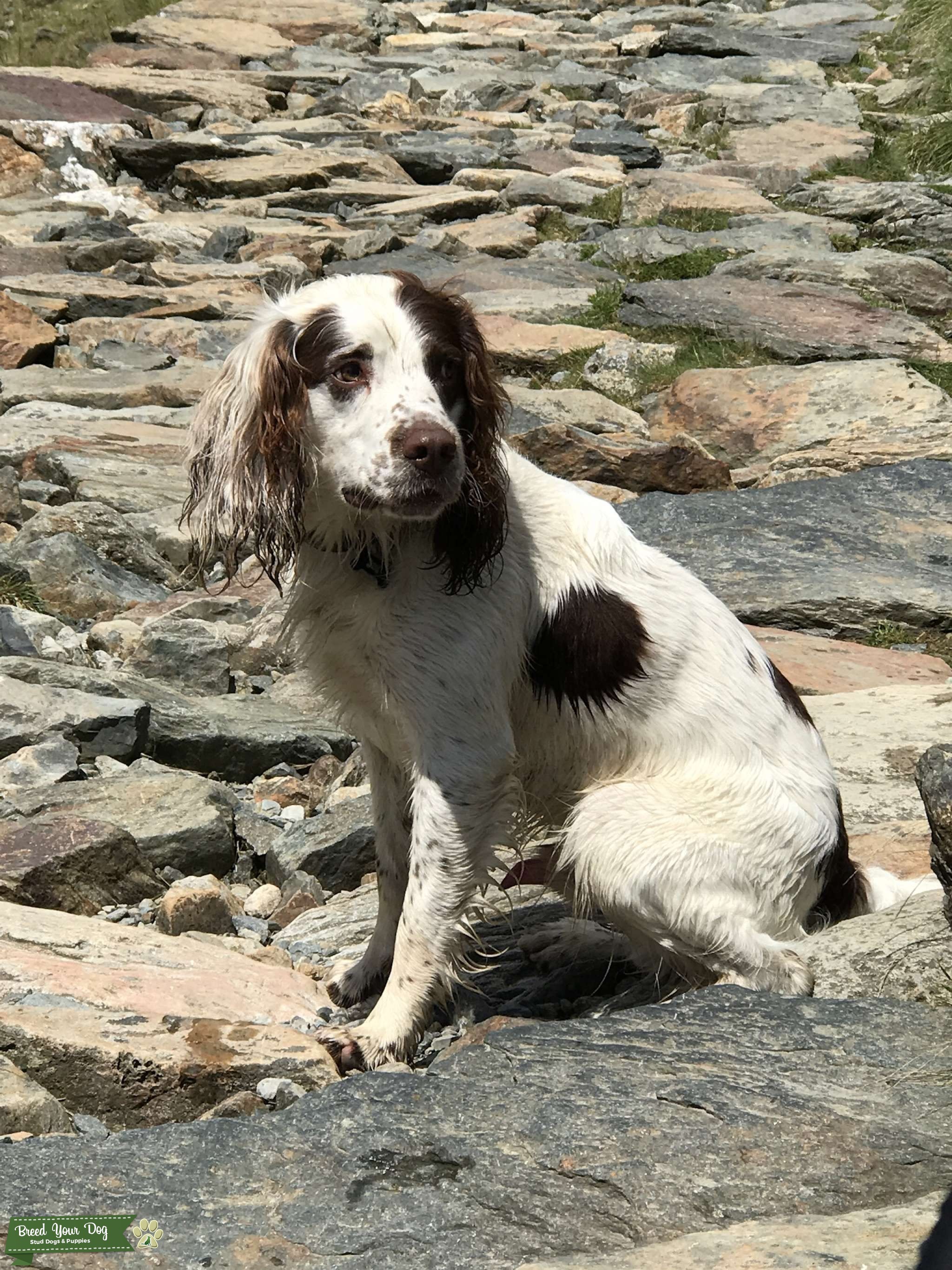 Stud English Springer Spaniel Stud Dog Macclesfield Breed Your Dog