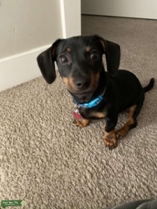 Chiweenie Stud Listing Image
