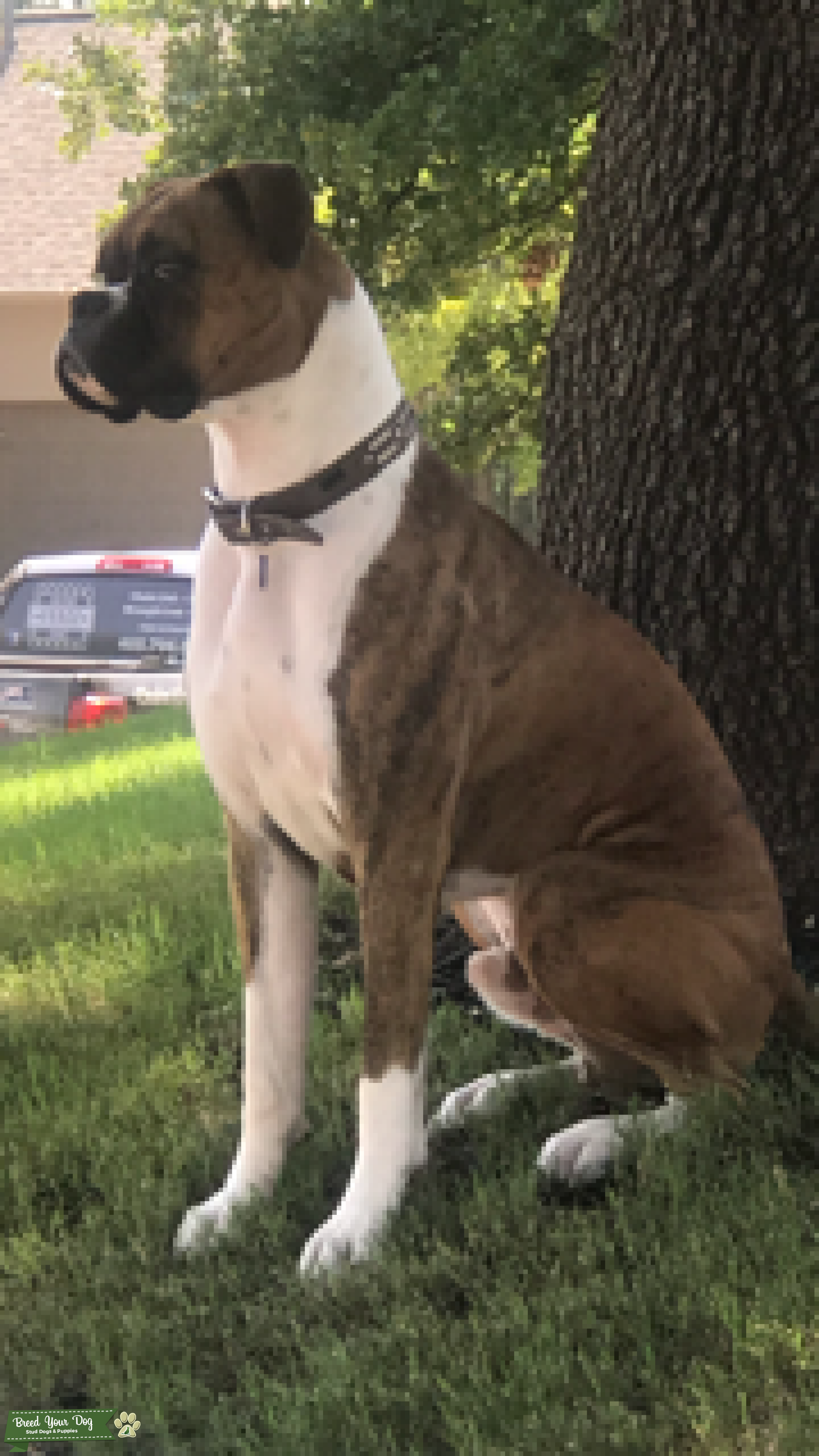 The Brad Pitt of Boxers Stud Dog in Oklahoma , the United States