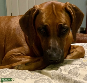 Wheaten blacked masked Rhodesian Ridgeback Listing Image