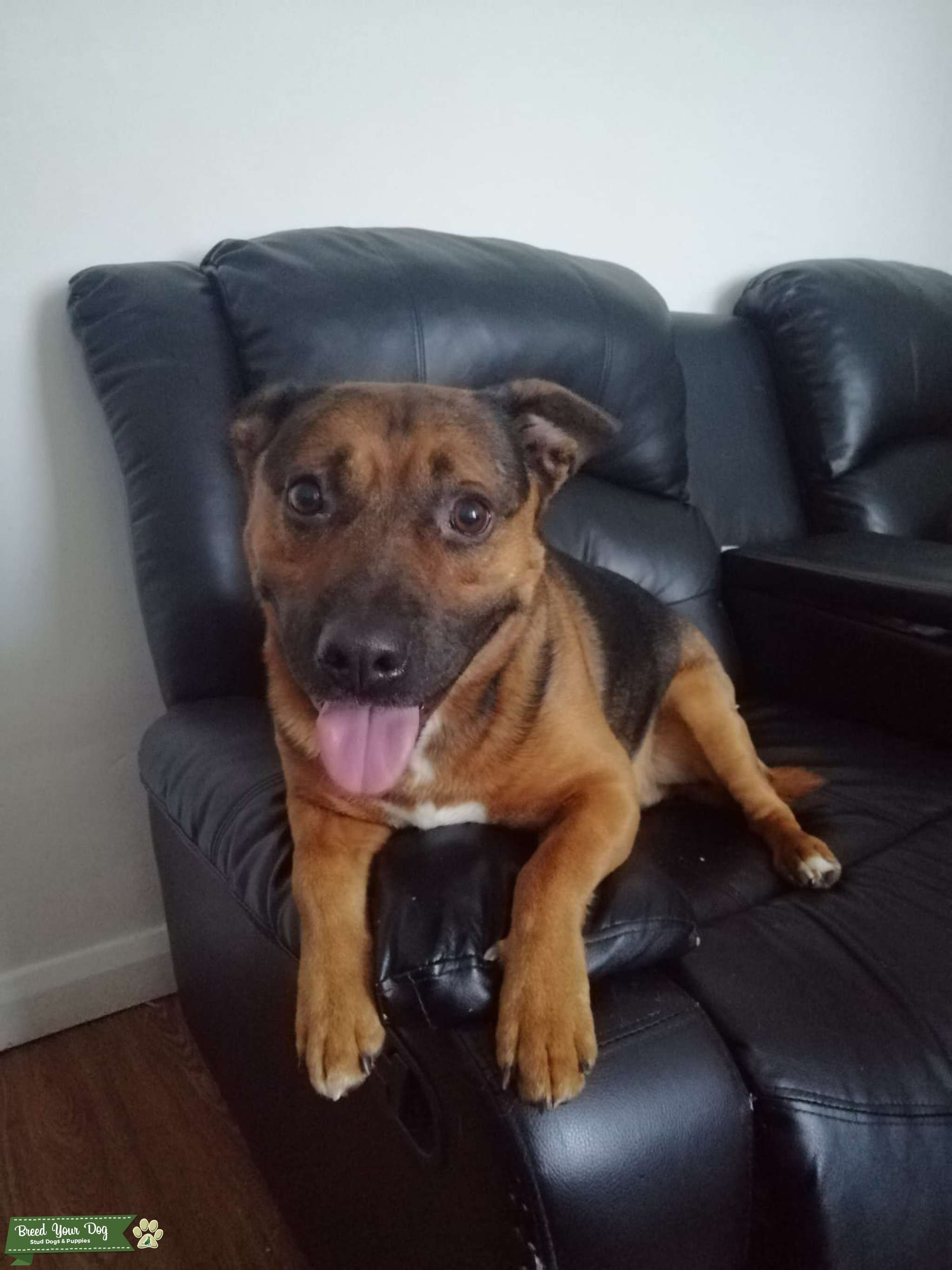 Staffie cross Stud Dog West midlands Breed Your Dog