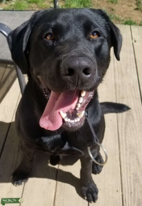 Black Labrador Retriever- Male  Listing Image