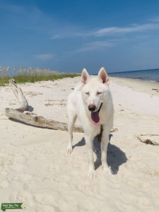 Male Siberian Husky looking for female Listing Image